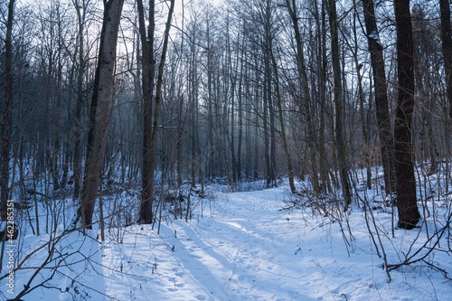 narrow and winding dirt road, animal footprints in snow, winter forest on sun dawn, bare trees, desolate route for skiing and hiking, nature explore and active rest concept