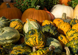 Display of colourful pumpkins, gourds and squash to celebrate Halloween, photographed on a sunny October day in a garden in Wisley, Surrey UK.