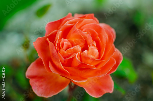 Orange Rose in Nature