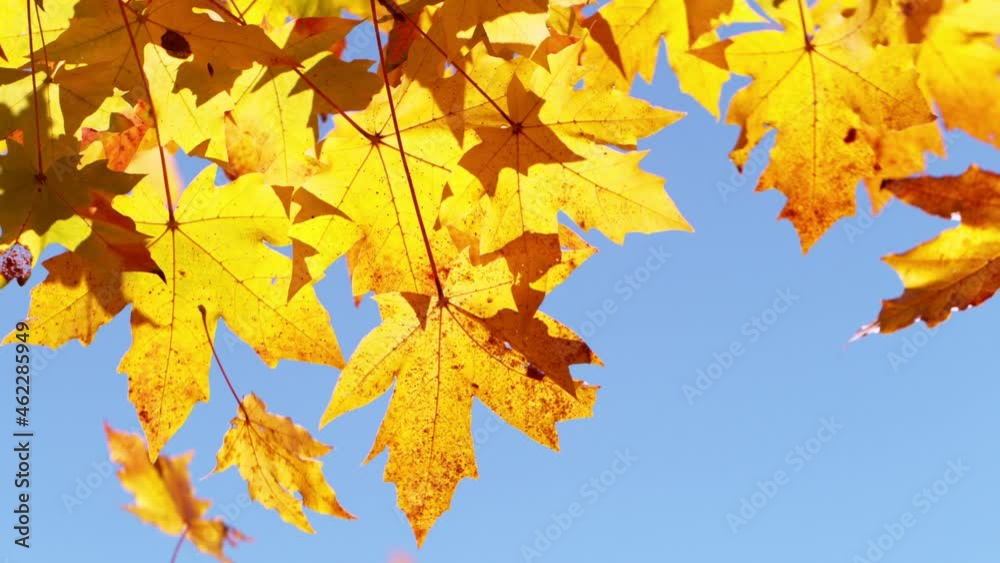 Super slow motion of falling autumn maple leaves against clear blue sky. Filmed on high speed cinema camera, 1000 fps. Super slow motion of falling autumn maple leaves against clear blue sky. Filmed on high speed cinema camera, 1000 fps.