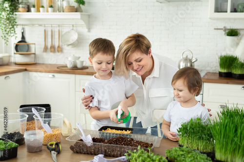 Small children help their mother in the kitchen to plant micro-green, water and fill it. The concept of healthy eating and vegetarianism.