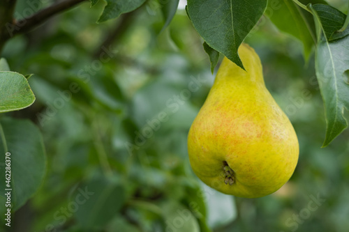 Ripe pear hanging on a tree branch.