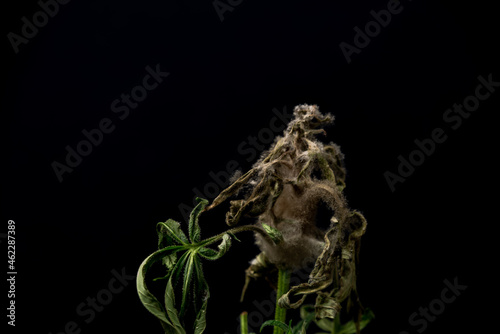 Moldy marijuana flower from greenhouse in autumn © luzkovyvagon.cz