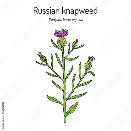 Russian knapweed Rhaponticum repens , medicinal plant photo