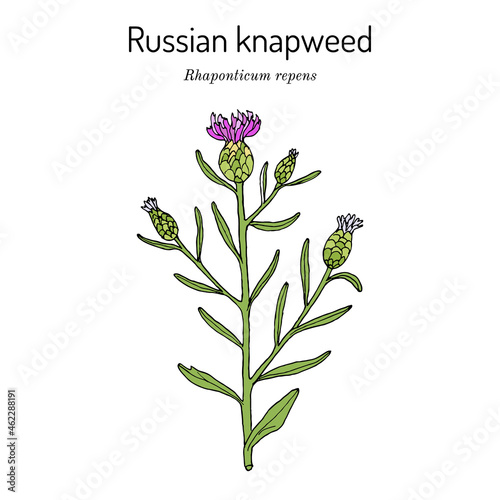 Tableau sur toile Russian knapweed Rhaponticum repens , medicinal plant