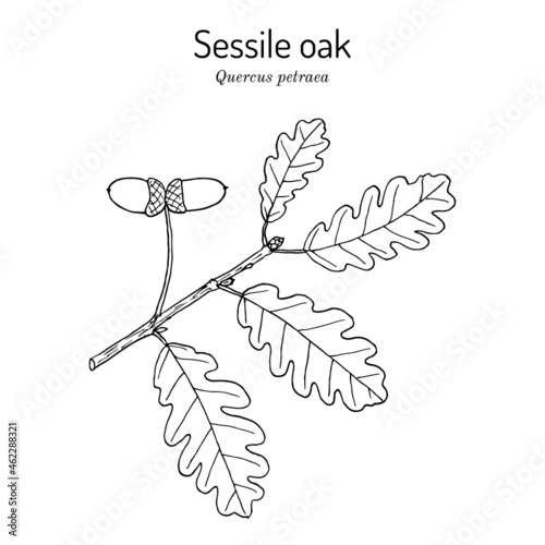Sessile or Irish Oak Quercus petraea , medicinal plant