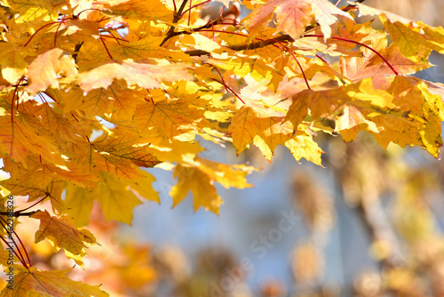 Close-up branch of the tree with golden leaves  autumn nature in sunny day