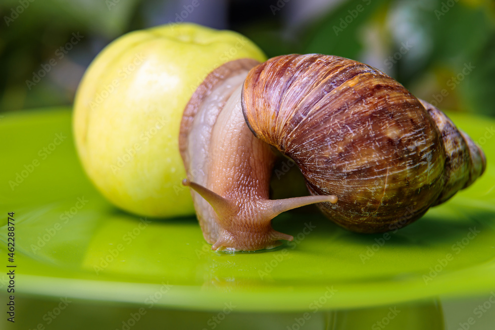 A large white snail sits on a green apple. Close-up A large white snail sits on a green apple. Close-up