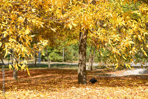 Autumn tree full of yellow leaves , trees in the park in autumn