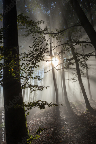 Herbststimmung