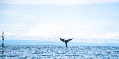 ballena, pacifico, Colombia
