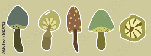 Autumn time composition. Set of various types of mushrooms. Vector illustration on beidge background. photo