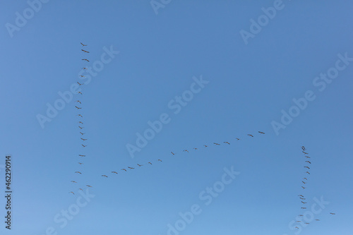 Flying school of cranes in the blue sky Wedge in the sky Birds fly south