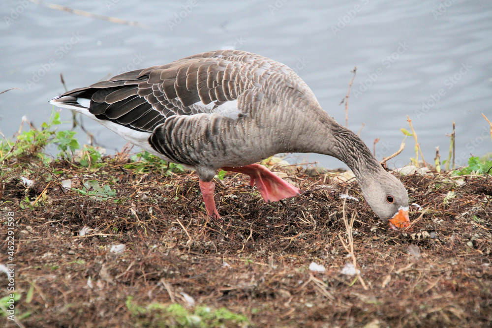 A close up of a Greylag Goose A close up of a Greylag Goose