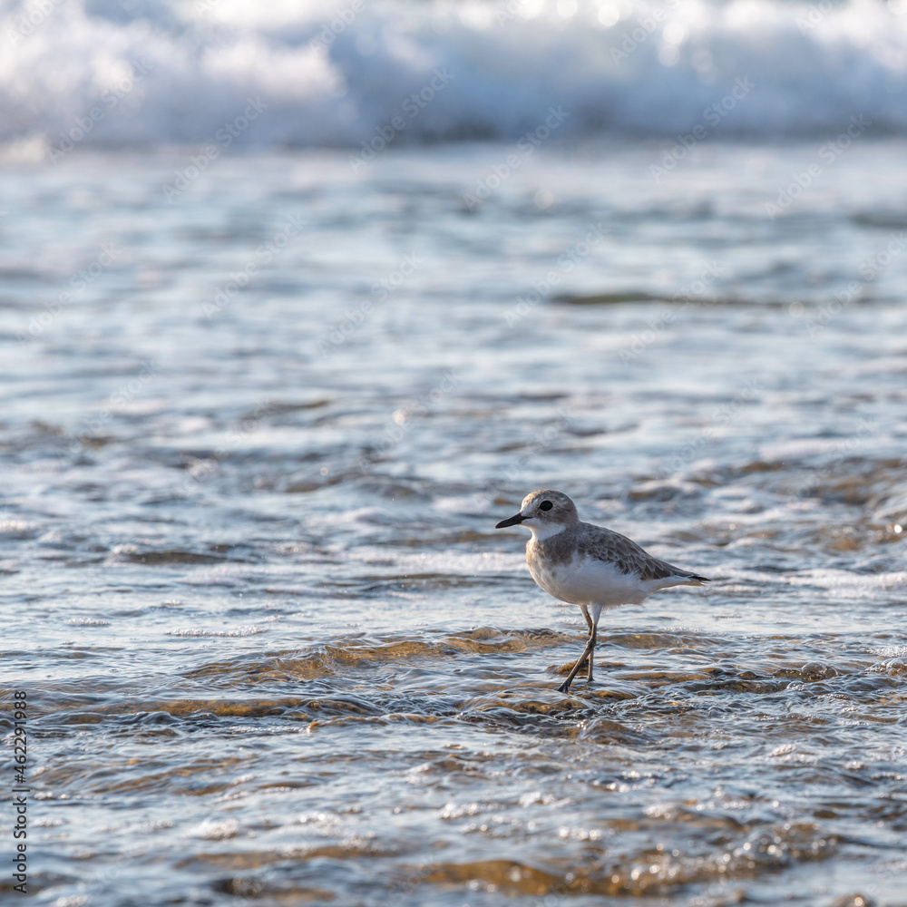 Naklejka premium A Kentish Plover a very small water bird looking for food in the waters of the Mediterranean Sea near Haifa, Israel 