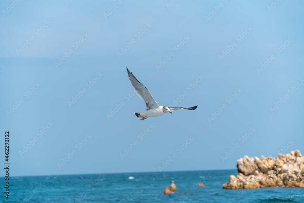 Seagulls flying on the summer sea