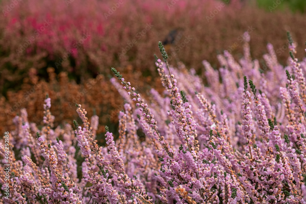 Obraz premium Light pink calluna vulgaris heather flowers by the name of Applecross, photographed in a garden in Wisley, Surrey UK.