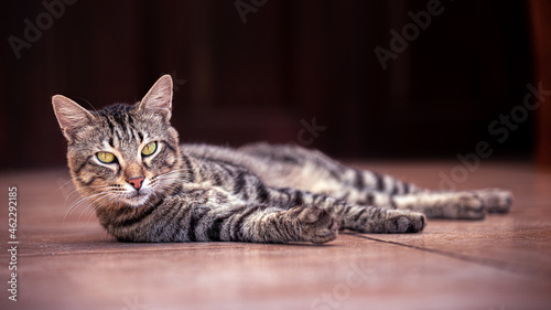 Eine zahme Wildkatze auf Takamaka auf Mahé auf den Seychellen photo