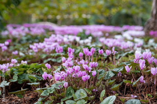 Clumps of pink cyclamen flowers growing under a tree, photographed in a garden in Wisley, Surrey UK.  photo