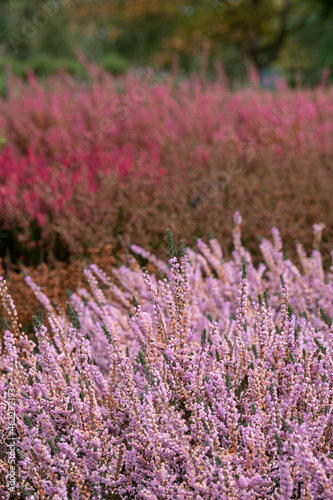 Light pink calluna vulgaris heather flowers by the name of Applecross  photographed in a garden in Wisley  Surrey UK.