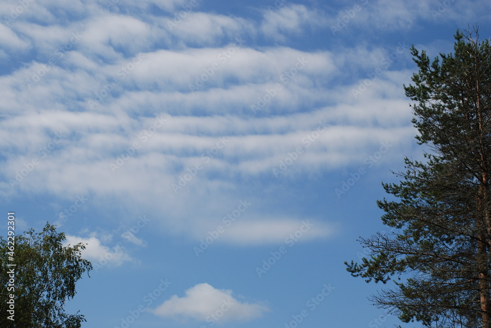 White clouds in the gap between the trees. In the light blue sky, white-gray cumulus clouds of various shapes float, along the edges of the tall green branches of trees. White clouds in the gap between the trees. In the light blue sky, white-gray cumulus clouds of various shapes float, along the edges of the tall green branches of trees.