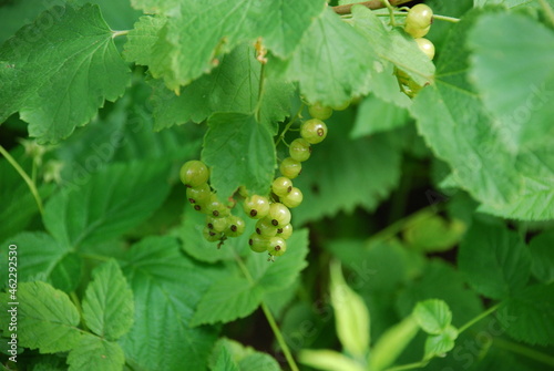 Green fruits of red currants. There are algae on the currant bush and small green striped berries are still ripening. Around the leaves and branches of the currant bush.