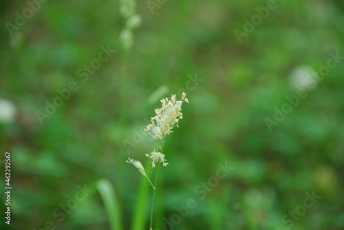 Dactylis team or common Dactylis. A species of perennial herbaceous plants. On a thin green stem, several thin branches of shoots with ripening green seeds