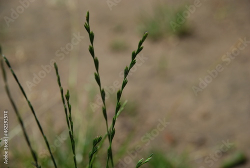 Spit perennial in Latin Lolium. Perennial herb on a thin green stem, which is alternately located inflorescence processes. Meadow grass or ogreous weed. photo