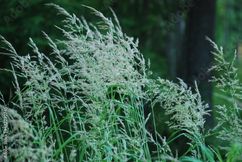 Calamagrostis canadensis is a sod grass. The tops of the Veinik plant grow against the background of a green forest. The plant has already formed seeds. They sway in the wind. photo