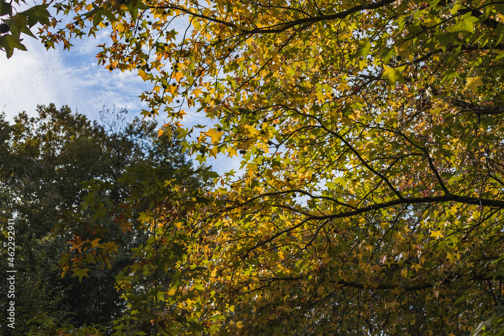 Resin-bearing Liquidambar tree, or amber tree (Latin Liquidambar styraciflua).  Liquidambar resin-bearing is a popular decorative tree with bright autumn foliage and round fruits with thorns.