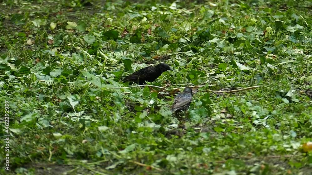 Three little black birds are walking on green grass in slow motion. Starlings walk on the grass and search for food in the summer forest. Wild Birds Footage for Design and Decoration. Three little black birds are walking on green grass in slow motion. Starlings walk on the grass and search for food in the summer forest. Wild Birds Footage for Design and Decoration.