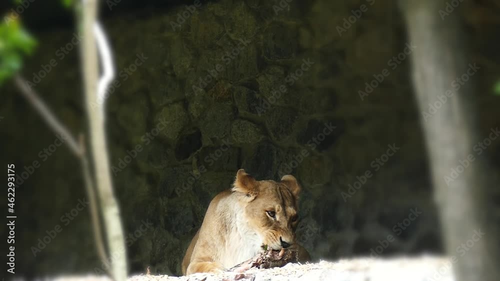 Lioness Eating Meat at the Zoo and Growls. Aggressive Lioness Gnaws A Bone Licks And Growls Looking At The Camera In A slow Motion. Emotions of Lioness. Wildlife Footage for Design and Decoration. Lioness Eating Meat at the Zoo and Growls. Aggressive Lioness Gnaws A Bone Licks And Growls Looking At The Camera In A slow Motion. Emotions of Lioness. Wildlife Footage for Design and Decoration.
