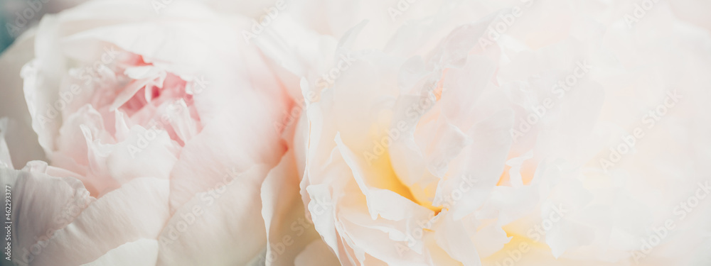 Banner with soft focus on royal peony flower.