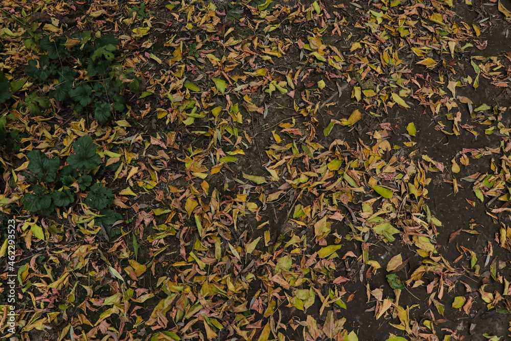 A forest path strewn with yellow leaves. A path in the autumn forest A forest path strewn with yellow leaves. A path in the autumn forest