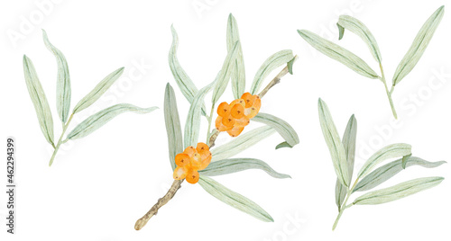 Sea buckthorn branch with berries and leaves. Watercolor botanical illustration of medicinal fruit plant. © Oksava