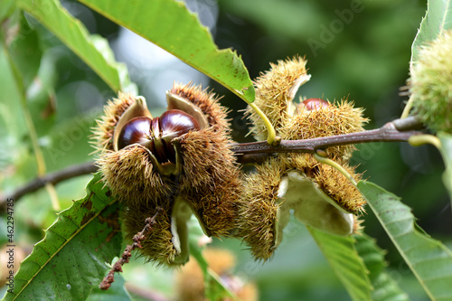 Horizontal photo chestnut in opening bug. Forest atmosphere pick up chestnuts in autumn alliment de season zoom.
