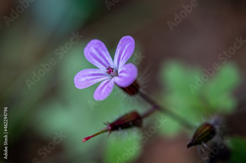 Canvas Print Beautiful horizontal closeup shot of the Herb robert plant flower of the Gerania