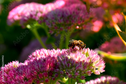 Autumn sedum photo of pink  close-up with bee atmosphere biodiversity perennial joy stonecrop variety macro close-up