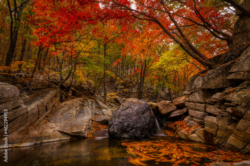 Breathtaking shot of a forest full of colorful leaves in autumn in Korea photo