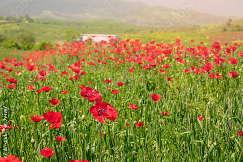 Blooming poppies in a field with farm buidling at the background. Papaver flowers contain opiates and are often used for the production of narcotic drugs