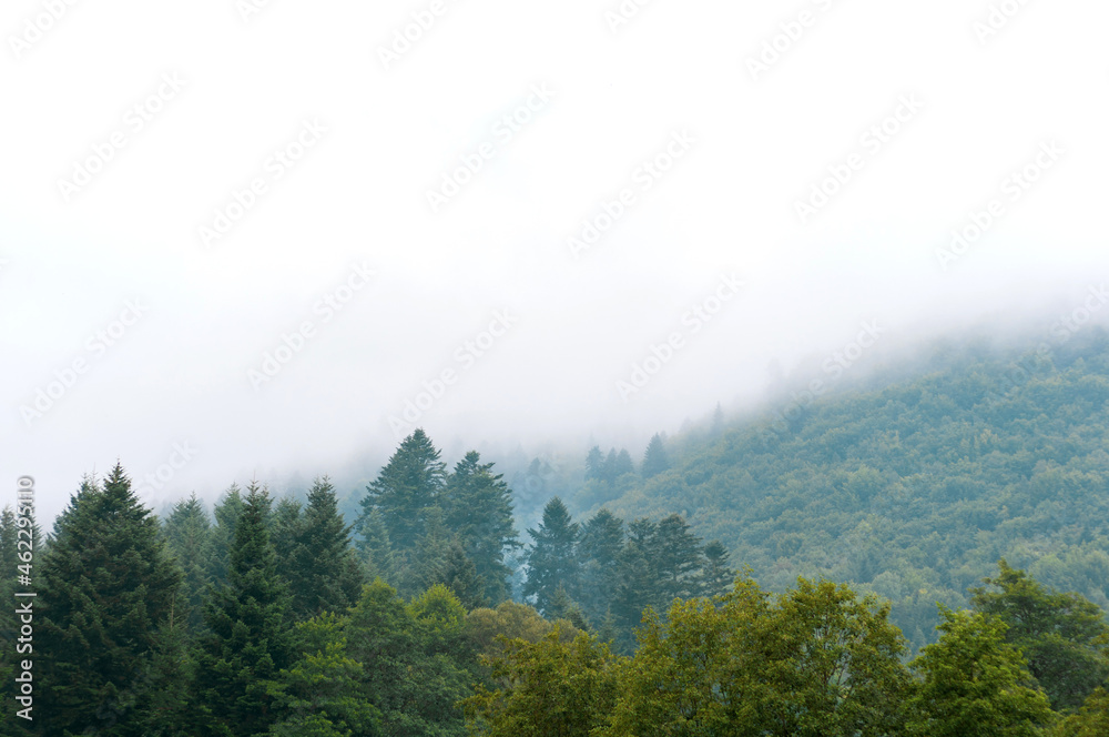 Green coniferous trees against background wooded mountains. clouds rise to top