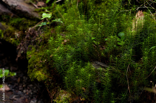 Young green moss close-up, sphagnum growing among black layered stones in mountains. Nature Ukraine outdoors, Carpathian mountains © Sergio 