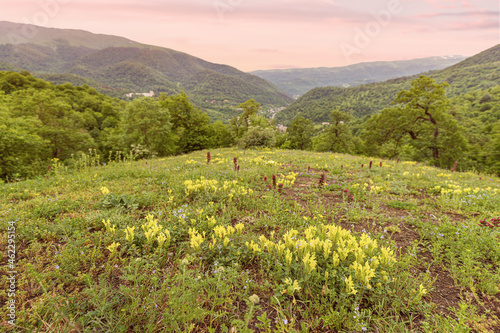 Scutellaria orientalis plant blooming on a spring wildfield in mountains