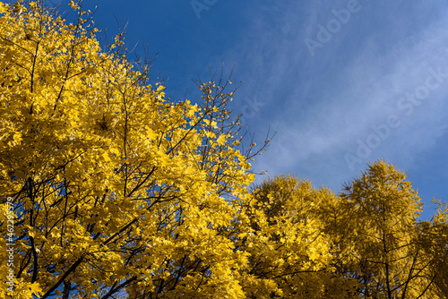 autumn day yellow leaves blue sky sun