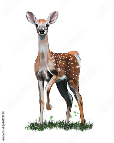 Sika deer from multicolored paints. Splash of watercolor, colored drawing, realistic. Vector illustration of paints