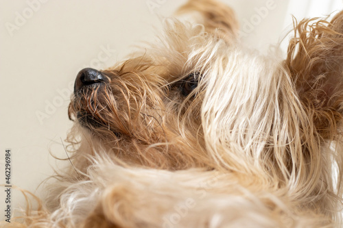 Cachorra Dog Yorkshire terrier 