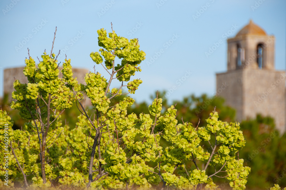 vineyard in Italy San Gimignano