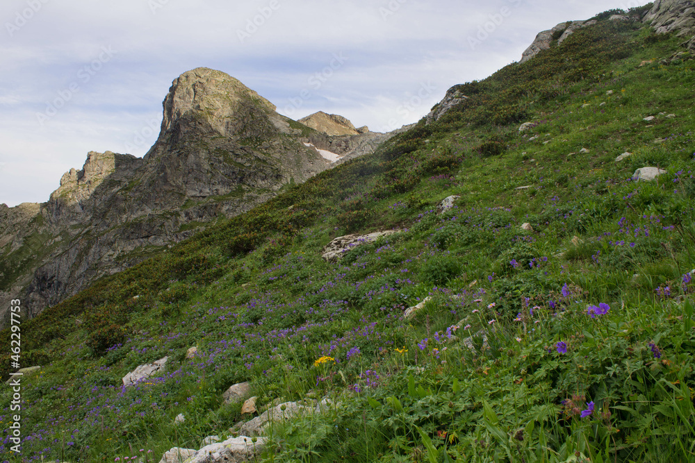 Alpine meadows, Arkhyz, Caucasus 2021 Alpine meadows, Arkhyz, Caucasus 2021