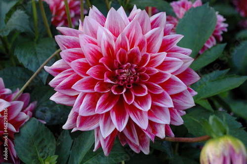 Blühende Dahlie