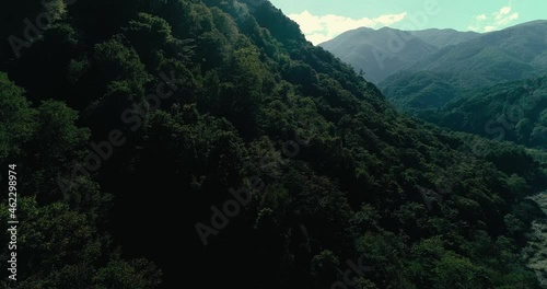 Aerial:Deep forest. Fly to right
